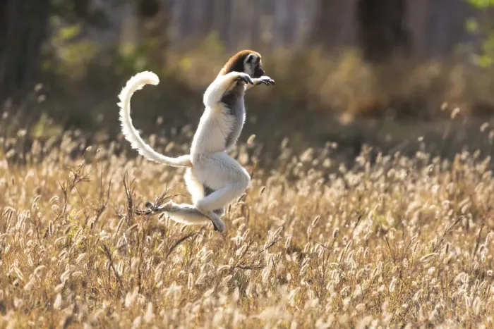 Framed Print : Africa, Madagascar, Berenty Reserve. Verreauxs sifaka dancing from place to