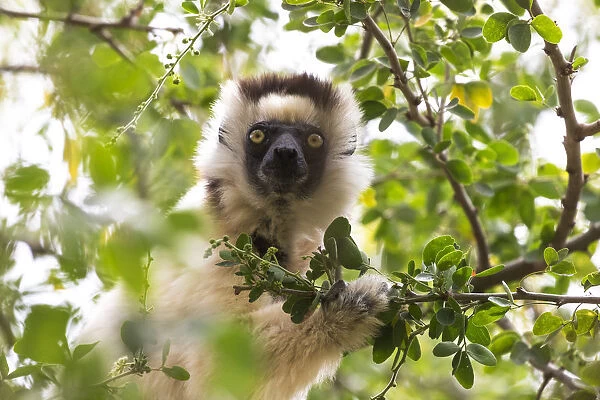 Africa, Madagascar, Berenty Reserve. Portrait of a Verreauxs sifaka eating leaves from a tree