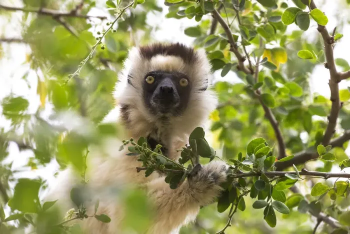 Framed Print : Africa, Madagascar, Berenty Reserve. Portrait of a Verreauxs sifaka eating leaves from a tree