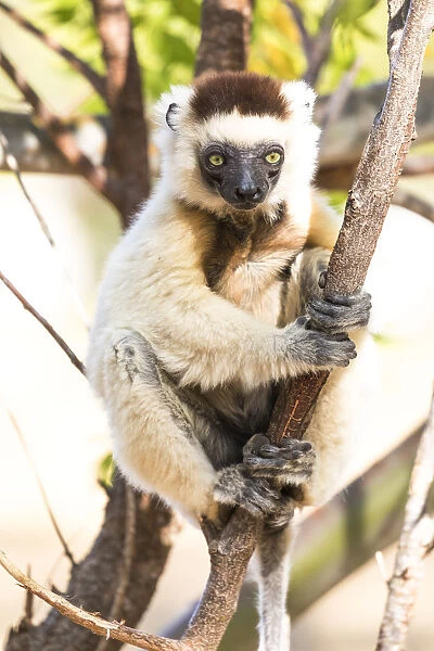 Africa, Madagascar, Berenty Reserve. Verreauxs sifaka looking curiously from a tree