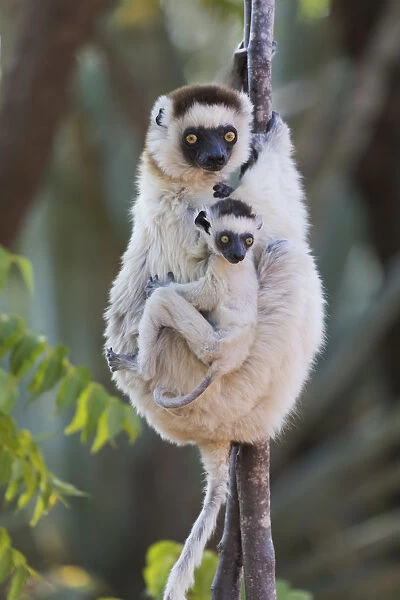Africa, Madagascar, Berenty Reserve. Verreauxs sifaka with her baby