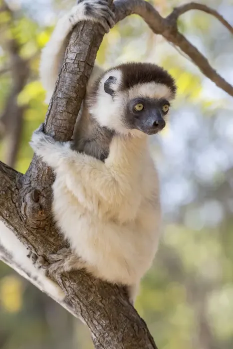 Framed Print : Africa, Madagascar, Berenty Reserve. Verreauxs sifaka looking curiously from a tree Framed Print : Africa, Madagascar, Berenty Reserve. Verreauxs sifaka looking curiously from a tree