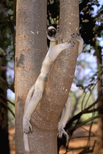 Africa, Madagascar, Berenty Reserve. Verreaux Sifaka (Propithecus verreauxi verreauxi)