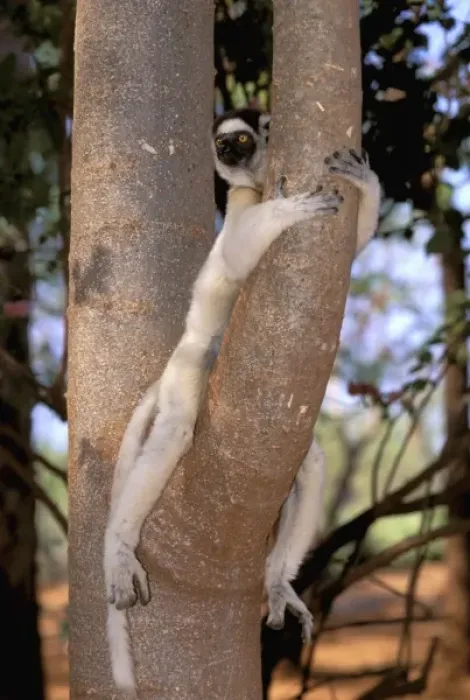 Framed Print : Africa, Madagascar, Berenty Reserve. Verreaux Sifaka (Propithecus verreauxi verreauxi) Framed Print : Africa, Madagascar, Berenty Reserve. Verreaux Sifaka (Propithecus verreauxi verreauxi)