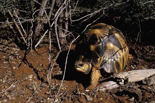 Africa, Madagascar, Berenty Special Reserve. Radiated tortoise (Geochelone radiata)