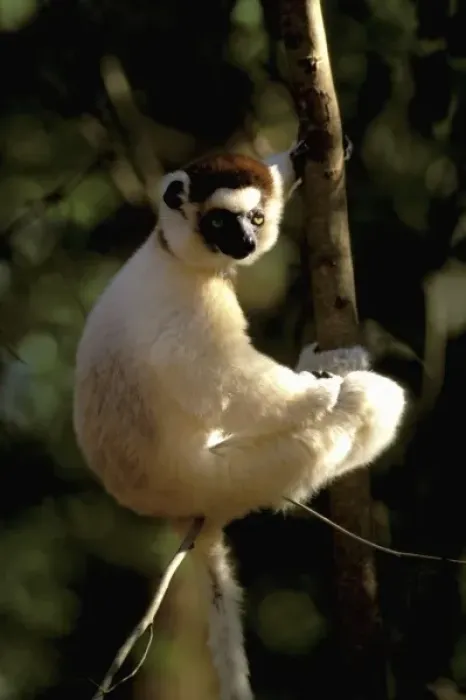 Framed Print : Africa, Madagascar, Berenty. Verreauxs sifaka (Propithecus v. verriauxi) Framed Print : Africa, Madagascar, Berenty. Verreauxs sifaka (Propithecus v. verriauxi)