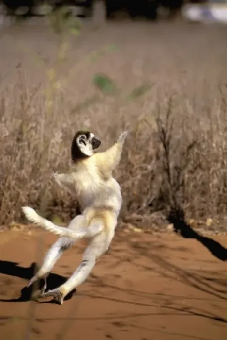 Framed Print : Africa, Madagascar, Berenty. Verreauxs sifaka (Propithecus v. verriauxi) Framed Print : Africa, Madagascar, Berenty. Verreauxs sifaka (Propithecus v. verriauxi)