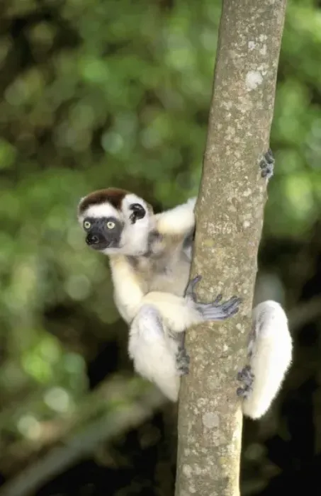 Framed Print : Africa, Madagascar, Berenty. Verreauxs sifaka (Propithecus v. verriauxi)