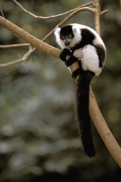 Africa, Madagascar. Black and white ruffed lemur (Varecia Variegata Variegata)