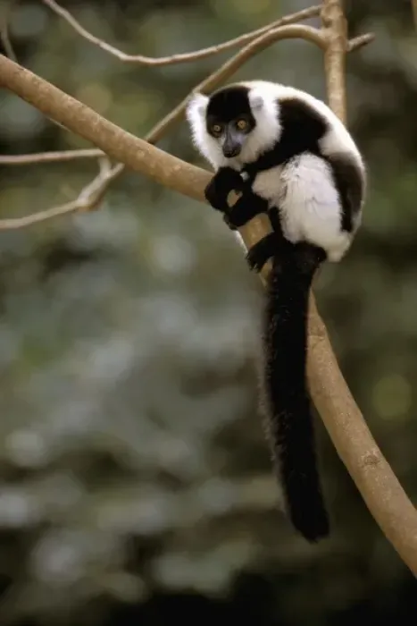 Framed Print : Africa, Madagascar. Black and white ruffed lemur (Varecia Variegata Variegata) Framed Print : Africa, Madagascar. Black and white ruffed lemur (Varecia Variegata Variegata)