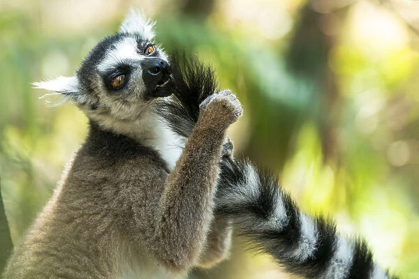 Africa, Madagascar, Isalo National Park. Ring-tailed lemur grooms another lemurs tail