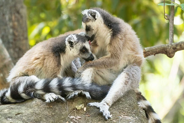 Africa, Madagascar, Isalo National Park. Two ring-tailed lemurs groom one another