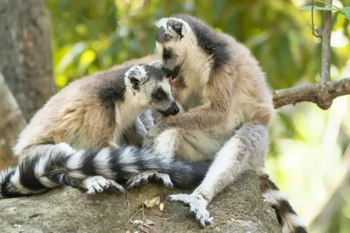 Framed Print : Africa, Madagascar, Isalo National Park. Two ring-tailed lemurs groom one another