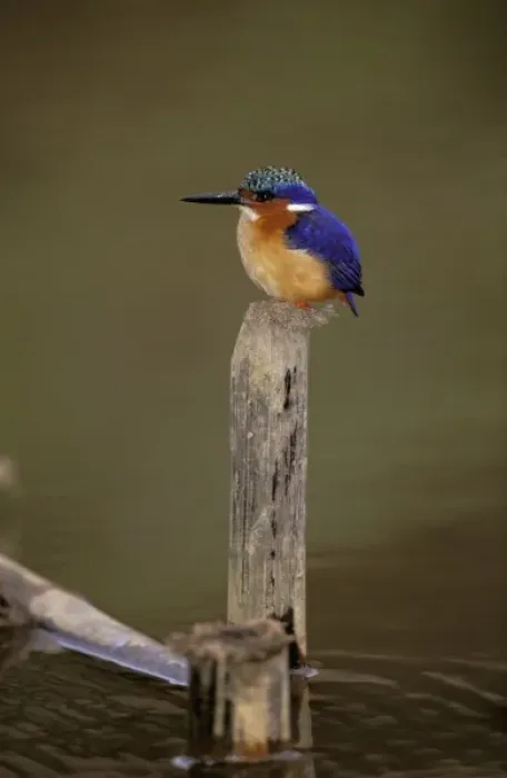 Framed Print : Africa, Madagascar, La Madraka. Malagasy Kingfisher (Corythornis vintioides)