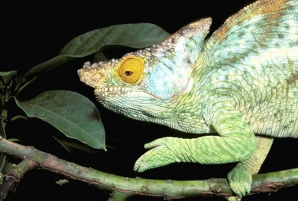 Africa, Madagascar, La Madraka Farm. Parsons chameleon (Calumma parsonii)