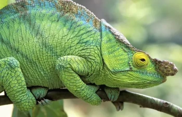 Framed Print : Africa, Madagascar, La Madraka Farm. Parsons chameleon (Calumma parsonii)