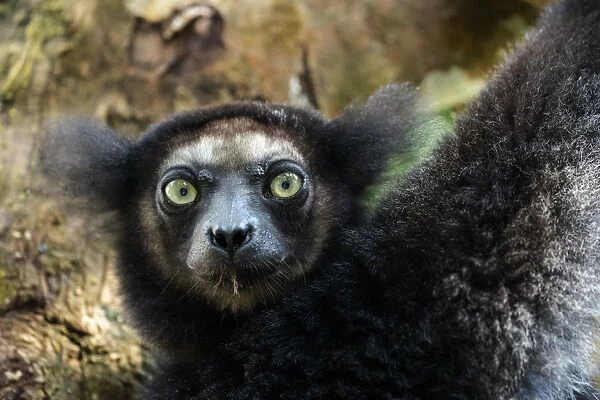 Africa, Madagascar, Lake Ampitabe, Akanin ny nofy Reserve. Headshot of the largest lemur