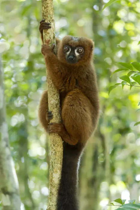 Framed Print : Africa, Madagascar, Lake Ampitabe, Akanin ny nosy Reserve Framed Print : Africa, Madagascar, Lake Ampitabe, Akanin ny nosy Reserve