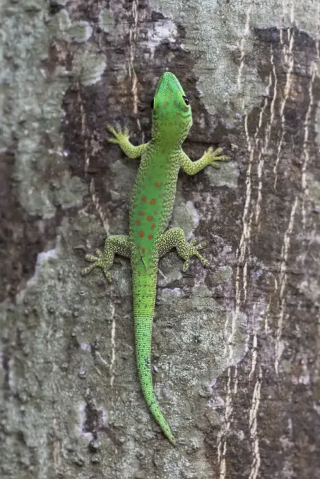 Framed Print : Africa, Madagascar, Le Parc National Tsingy de Bemaraha. This brightly colored day gecko Framed Print : Africa, Madagascar, Le Parc National Tsingy de Bemaraha. This brightly colored day gecko