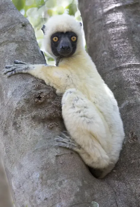 Framed Print : Africa, Madagascar, Le Parc National Tsingy de Bemaraha, Deckens sifaka (Propithecus deckenii)
