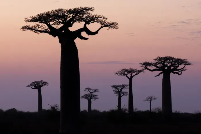 Framed Print : Africa, Madagascar, Morondava, Baobab Alley. The Grandidiers baobab