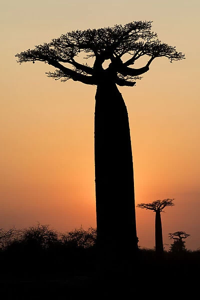 Africa, Madagascar, Morondava, Baobab Alley. The Grandidiers baobab