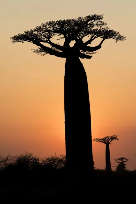 Framed Print : Africa, Madagascar, Morondava, Baobab Alley. The Grandidiers baobab Framed Print : Africa, Madagascar, Morondava, Baobab Alley. The Grandidiers baobab