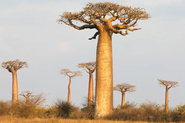 Framed Print : Africa, Madagascar, Morondava, Baobab Alley Framed Print : Africa, Madagascar, Morondava, Baobab Alley