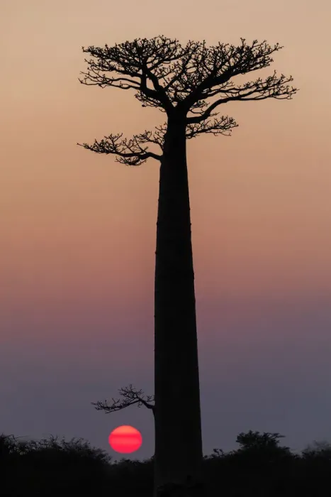 Framed Print : Africa, Madagascar, Morondava. Baobab trees are silhouetted against the morning sky Framed Print : Africa, Madagascar, Morondava. Baobab trees are silhouetted against the morning sky