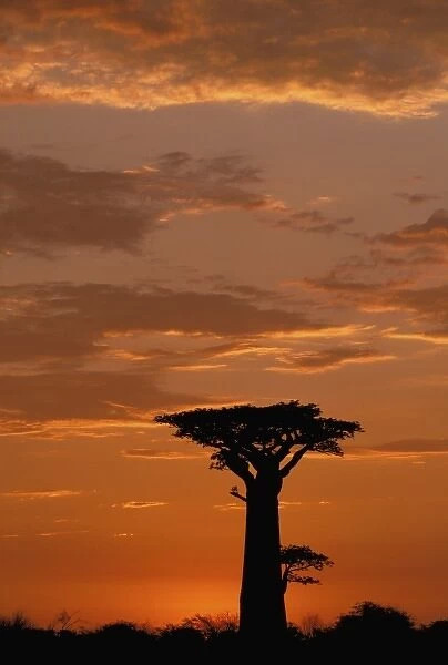 Africa, Madagascar, Morondava, Western dry forest. Baobab (Adansoina grandidieri)