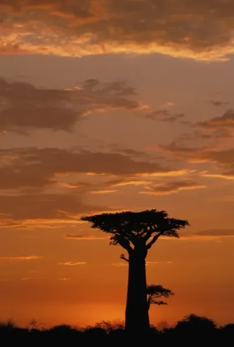 Framed Print : Africa, Madagascar, Morondava, Western dry forest. Baobab (Adansoina grandidieri)