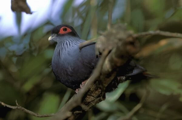 Africa, Madagascar, Ranamafana. Madagascar blue pigeon (Alectroenas madagascariensis)