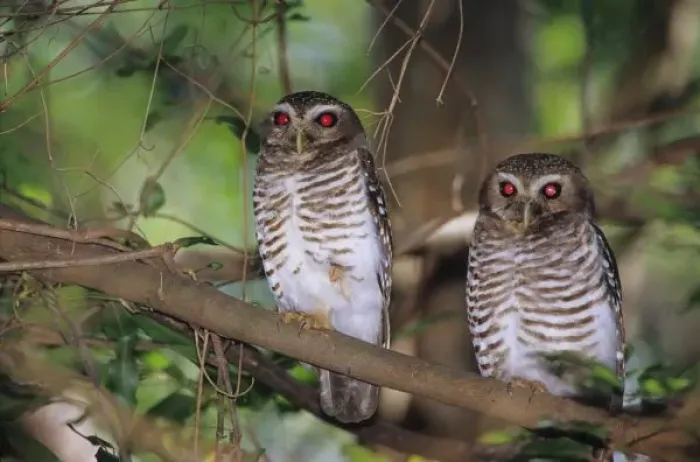 Framed Print : Africa, Madagascar, Reserve of Berenty. A couple of white browed owls, Ninox superciliaris Framed Print : Africa, Madagascar, Reserve of Berenty. A couple of white browed owls, Ninox superciliaris