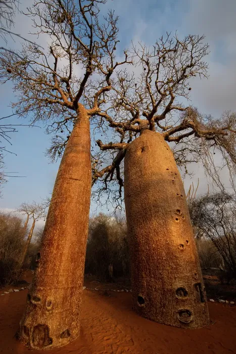 Framed Print : Africa, Madagascar, Toliara. Close view looking up a Baobab tree trunk