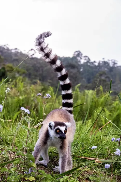 Framed Print : Africa, Madagascar, Vakona Forest reserve, Lemur Island. Ring-tailed lemur forages in a field Framed Print : Africa, Madagascar, Vakona Forest reserve, Lemur Island. Ring-tailed lemur forages in a field