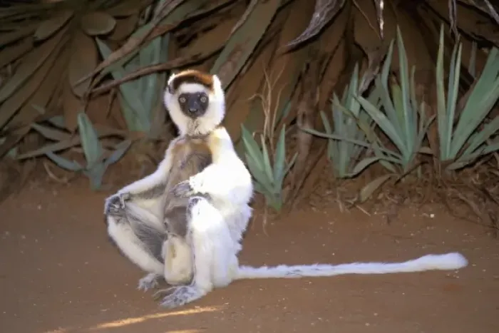 Framed Print : Africa, Madagascar. Verreauxs sifaka (Propithecus v. verriauxi) Framed Print : Africa, Madagascar. Verreauxs sifaka (Propithecus v. verriauxi)
