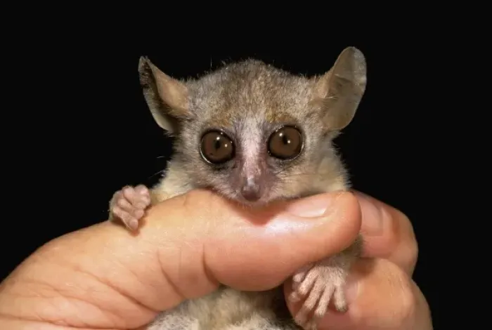Framed Print : Africa, Madagascar, Western dry forest. Grey mouse lemur (Microcebus murinus) Framed Print : Africa, Madagascar, Western dry forest. Grey mouse lemur (Microcebus murinus)