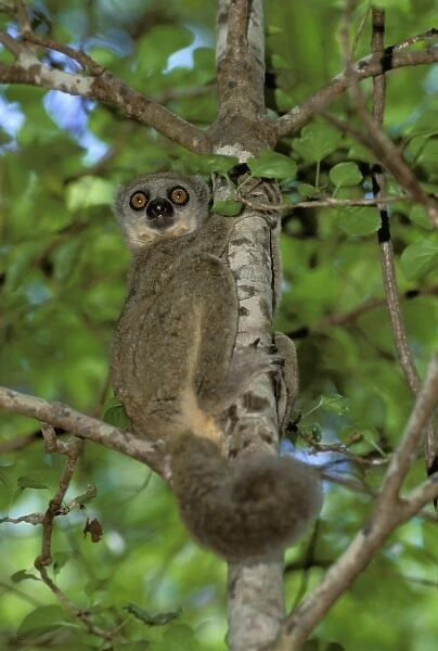 Africa, Madagascar. Western Wooly Lemur
