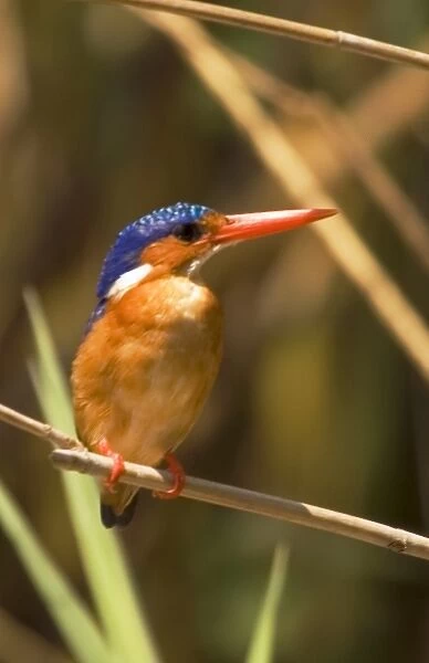Africa; Malawi; Liwonde National Park; Malachite kingfisher sitting on branch