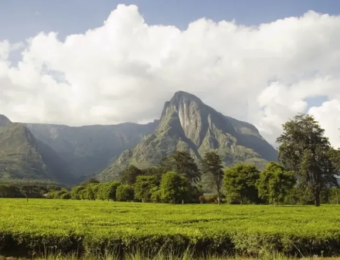 Framed Print : Africa; Malawi; Mulanje; Mt. Mulanje; Mt. Mulanje behind tea estate