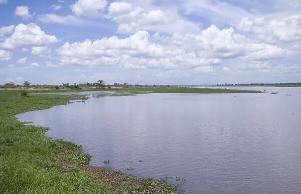 Africa; Malawi; Shire river; Shoreline along Shire river