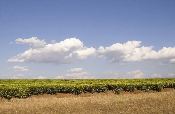 Africa, Malawi, Thyolo, Tea bushes growing on tea estate