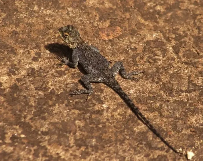 Framed Print : Africa; Malawi; Zomba; Brown lizard at Zomba Mountain Lodge