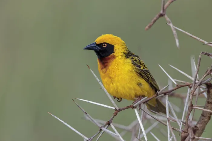 Framed Print : Africa, Masked weaver, Ngorongoro Crater, Tanzania