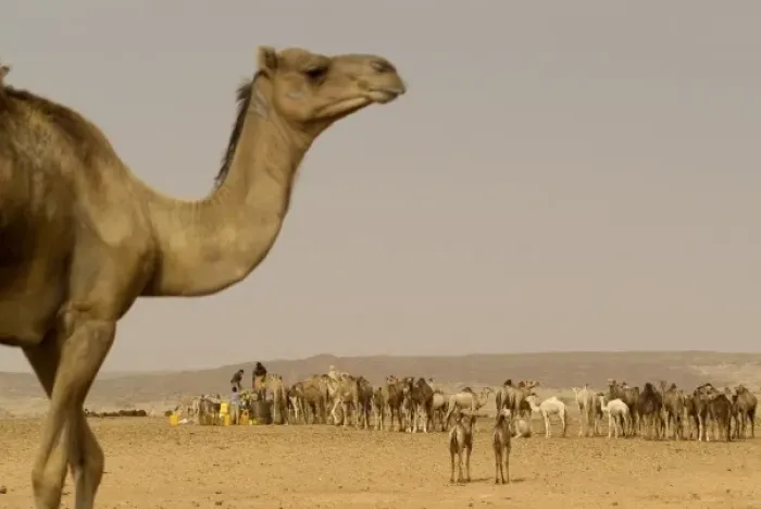 Framed Print : Africa, Mauritania