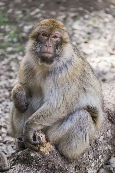 Framed Print : Africa, Morocco. An adult macaque monkey (rhesus macaque (Macaca mulatta)) sitting Framed Print : Africa, Morocco. An adult macaque monkey (rhesus macaque (Macaca mulatta)) sitting