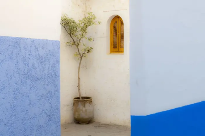 Framed Print : Africa, Morocco, Asilah. Potted tree and painted walls
