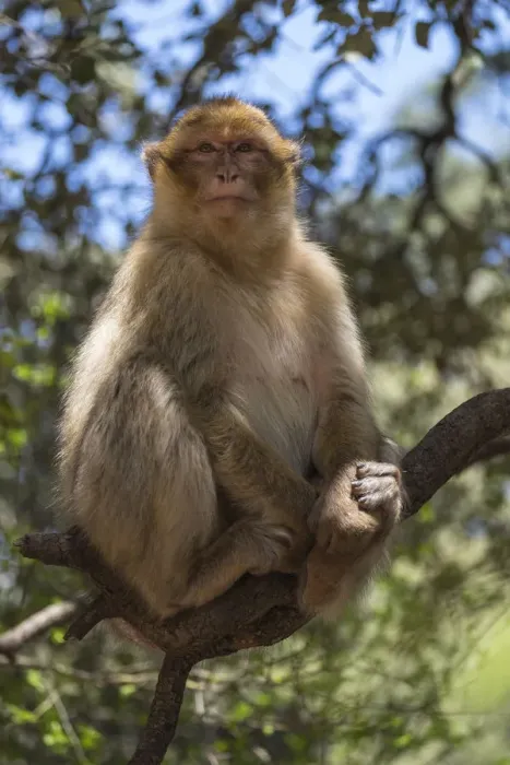 Framed Print : Africa, Morocco, Barbary Apes, or Macaques, in the High Atlas Mountains