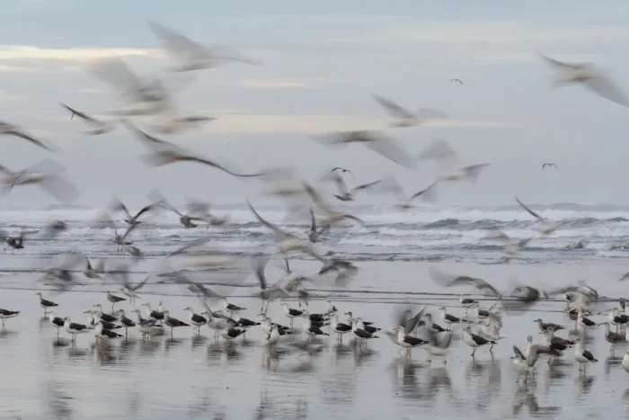 Framed Print : Africa, Morocco, Casablanca. Flurry of seagulls on ocean shore Framed Print : Africa, Morocco, Casablanca. Flurry of seagulls on ocean shore