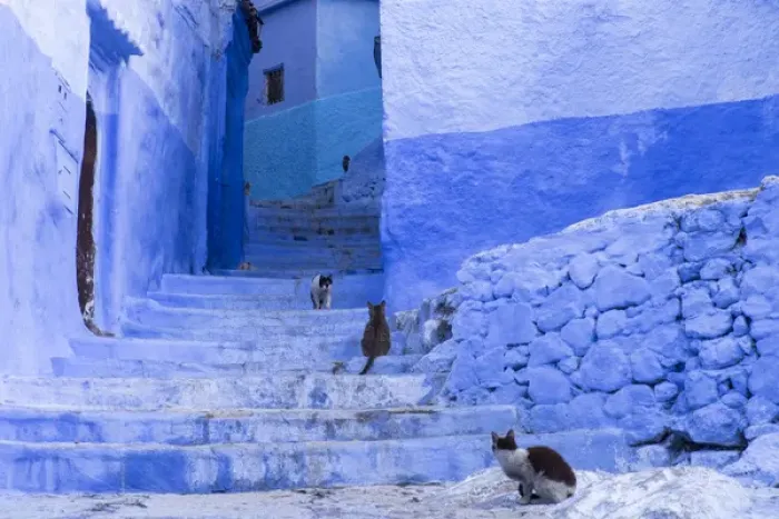Framed Print : Africa, Morocco, Chefchaouen. Cats sit along the winding steps of an alley Framed Print : Africa, Morocco, Chefchaouen. Cats sit along the winding steps of an alley